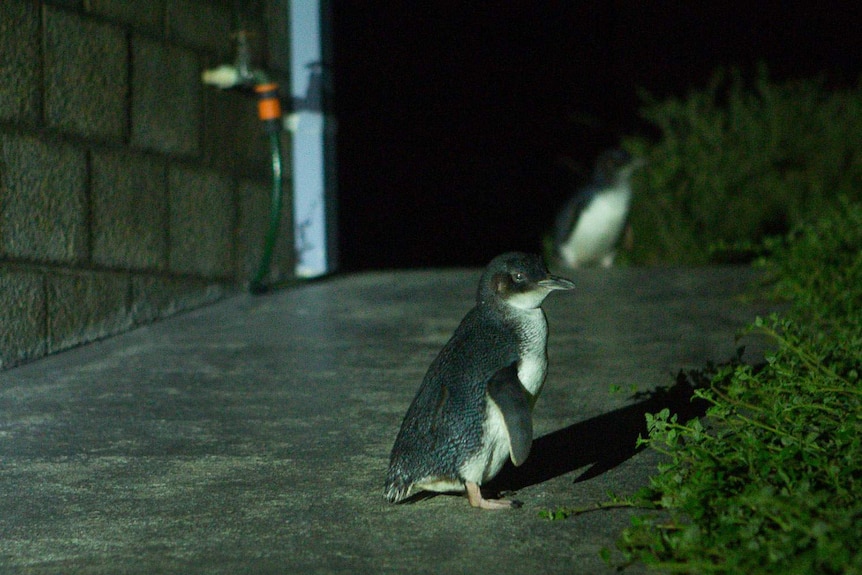 A little penguin on the path next to the Hingston's house.