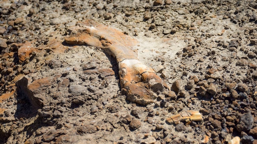 An orange and brown fossil can be seen rising from rocky ground.