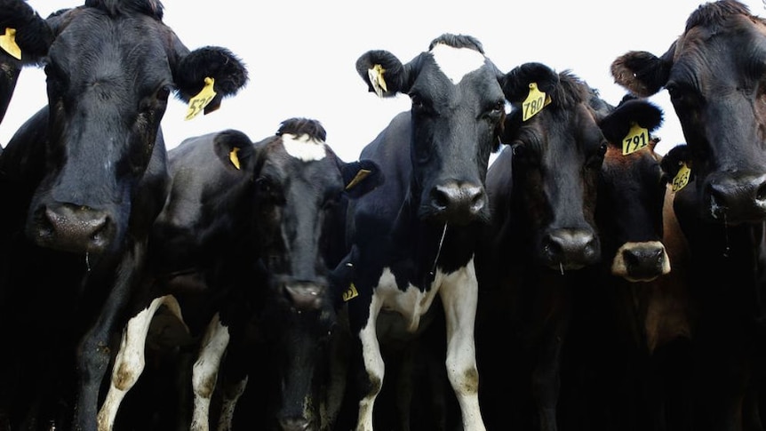 Dairy cows facing the camera.