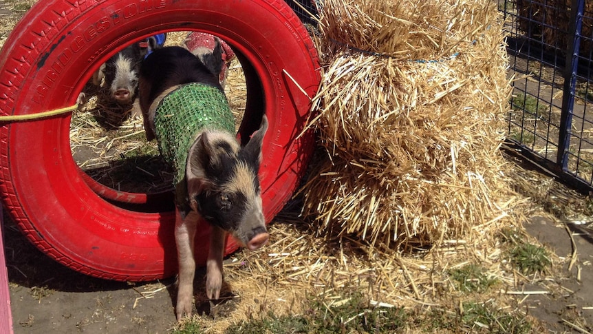 The Big Bacon Blitz underway at the Royal Hobart Show