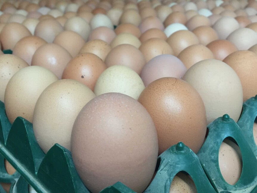 Eggs from Green Eggs free range farm in western Victoria.