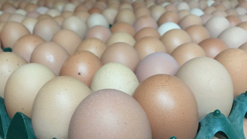 Eggs from Green Eggs free range farm in western Victoria.