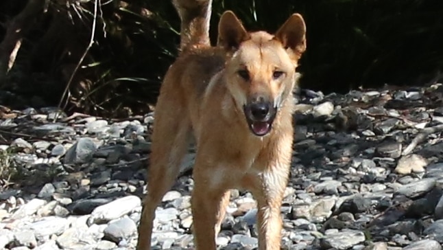 A dingo on a riverbed