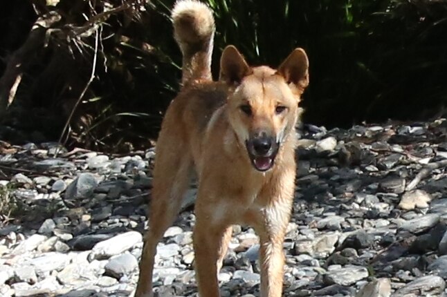 A dingo on a riverbed