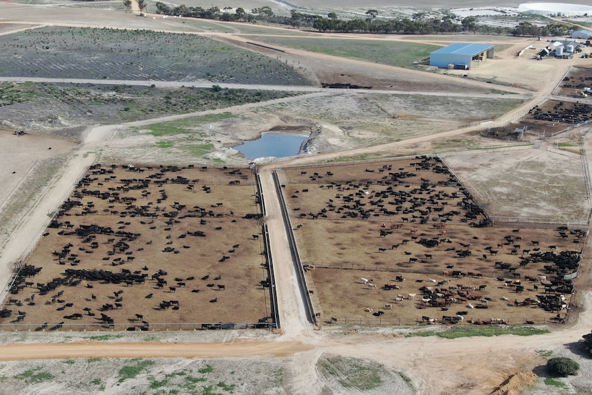 An aerial picture of cows standing in a feedlot in Western Australia
