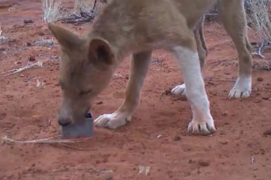 A dingo stands on red dirt and puts its mouth on a metal box on the ground.