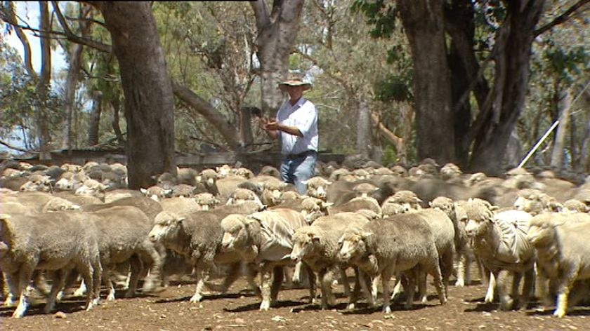 Generic TV still of a wool grower herding sheep on his farm property at Warwick
