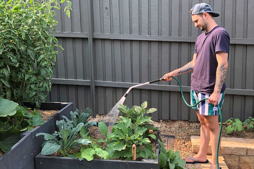 Ky Ruprecht waters his vegetable patch in raised garden beds, and grows fresh produce all year round.