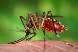 A close up shot of the Aedes aegypti mosquito