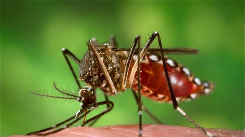 A close-up shot of the Aedes aegypti mosquito.