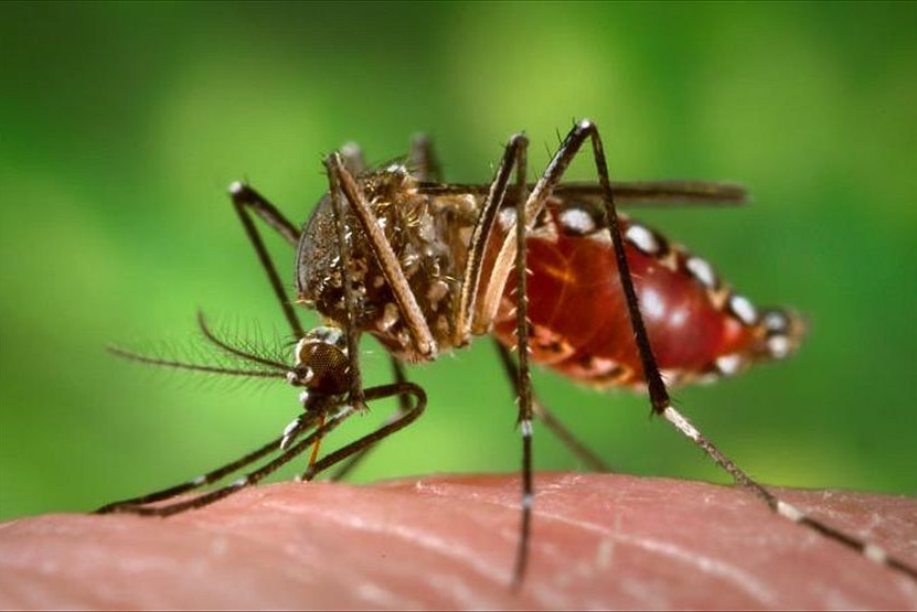 A close up shot of the Aedes aegypti mosquito, which carries the dengue fever virus.