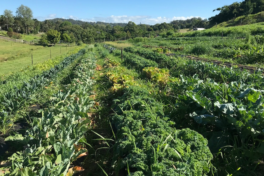 A field of different vegetables.