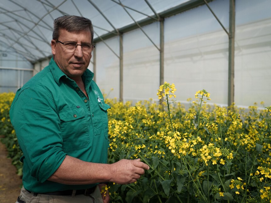 A man stands in a greenhouse.