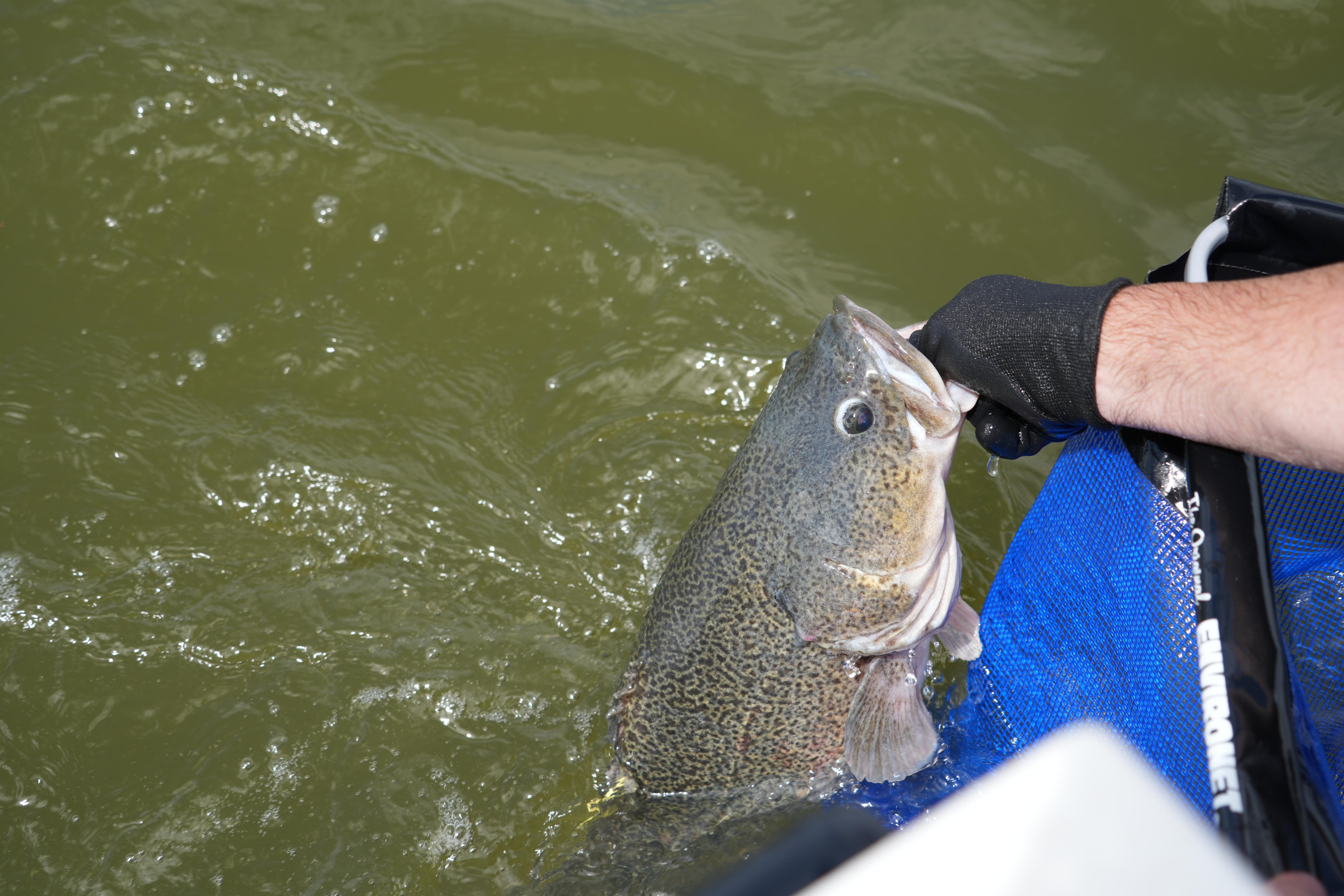 Hope for population boom as Murray Cod are reintroduced to Lake Bonney ...