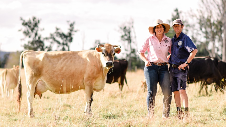 couple standing amongst cattle