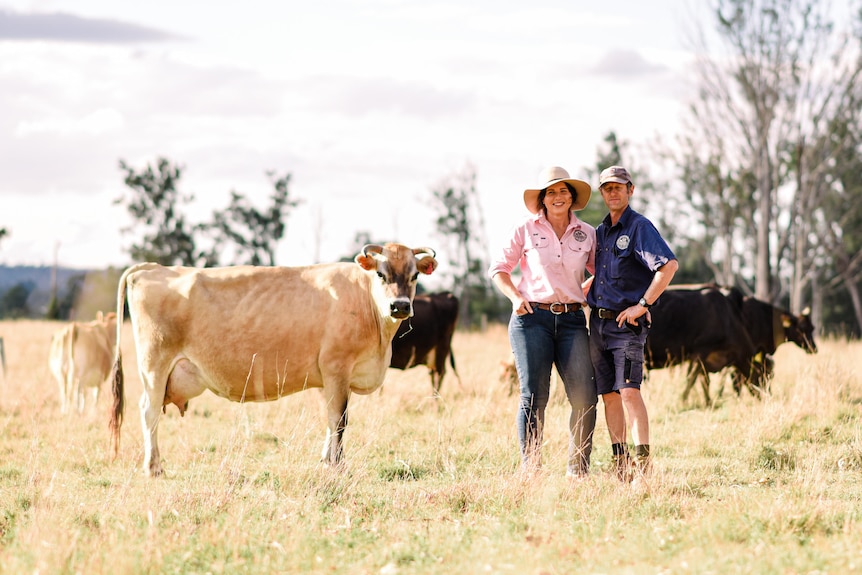 couple standing amongst cattle