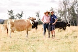 couple standing amongst cattle