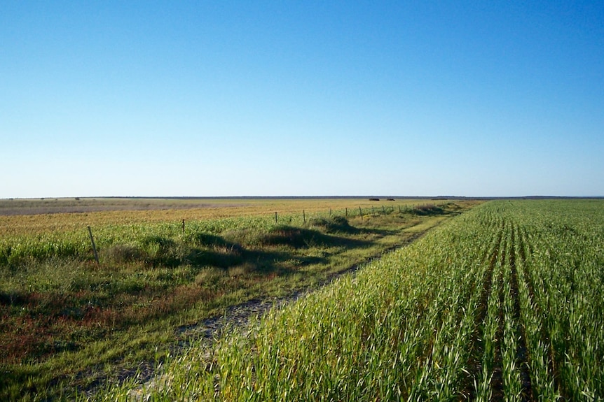 Green fields on the Cronin farming block