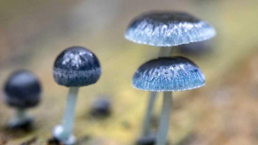 Small blue mushrooms growing on a log