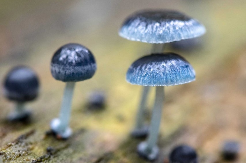 Small blue mushrooms growing on a log