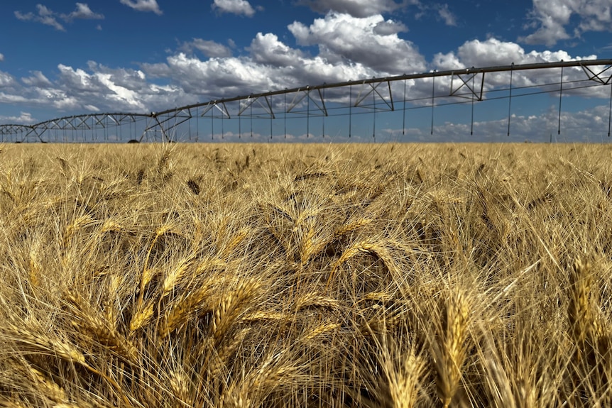 a crop of wheat under a centre pivot