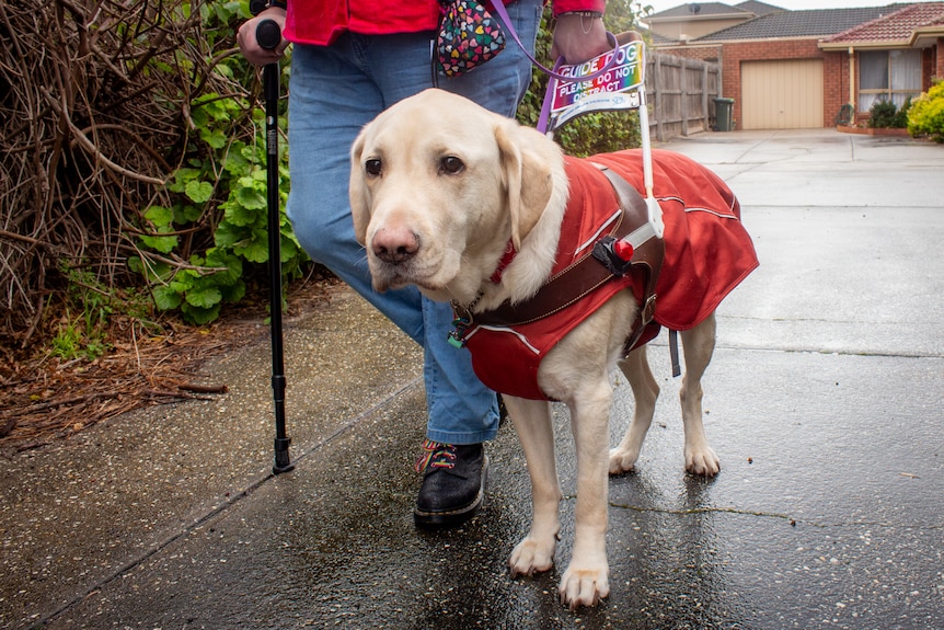 A guide dog in a jacket and a harness being walked down a rain-slicked street.