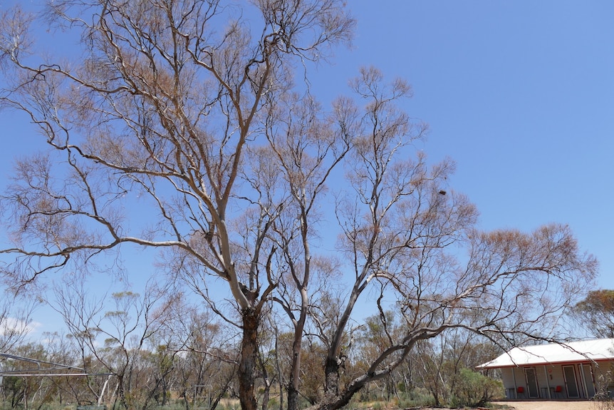 A brown and spindly tree with a blue sky peeking through and house in the background.