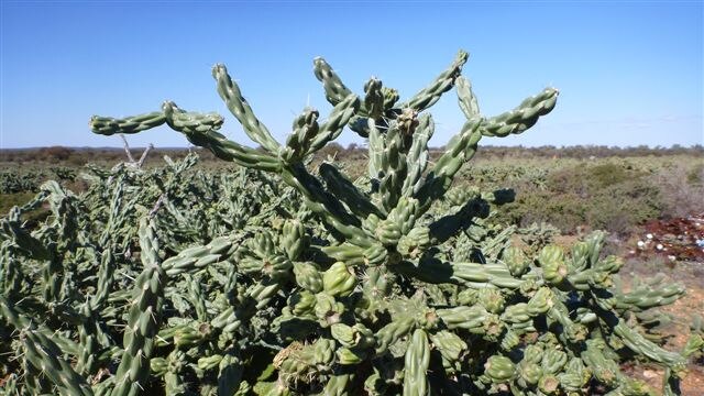 Coral cactus infestation at Tarmoola Station in the Goldfields.