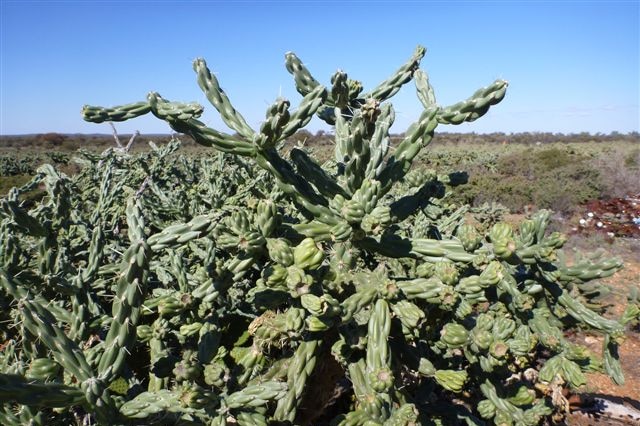 Coral cactus infestation at Tarmoola Station in the Goldfields.