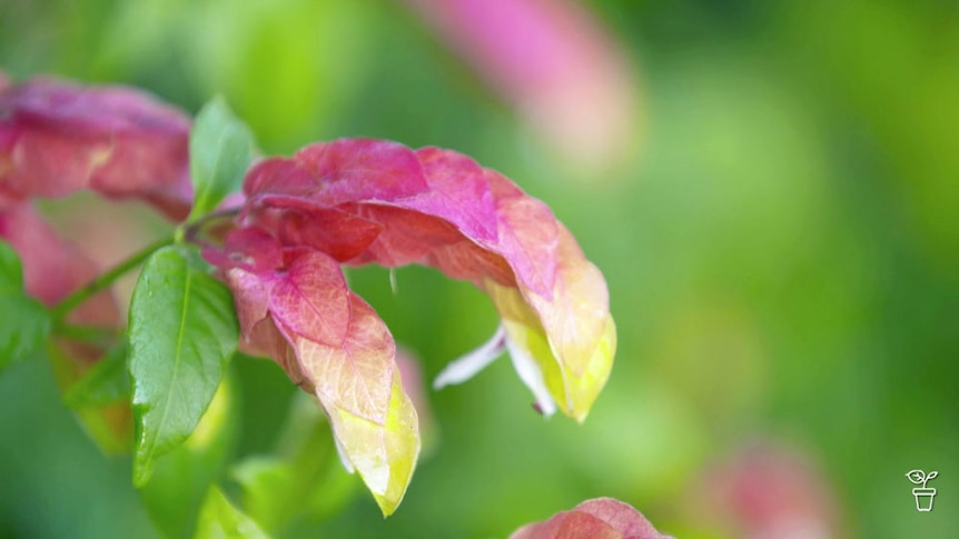 Pink bracts of a shrimp plant.