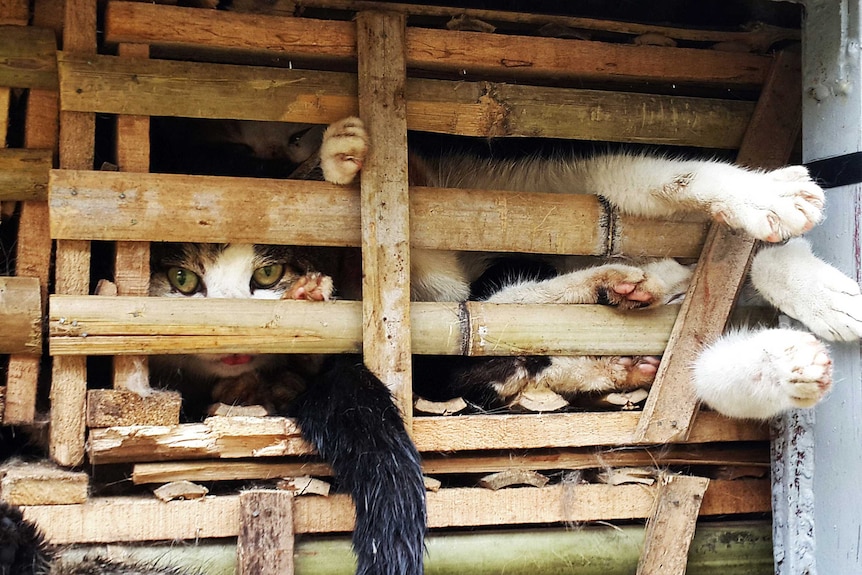 Smuggled cats in a truck in Vietnam