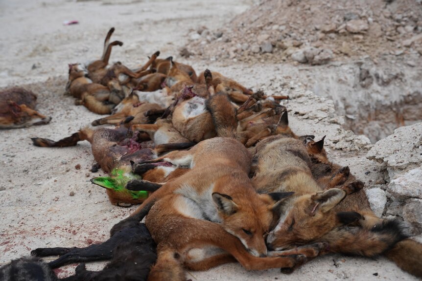 a pile of dead foxes in the dirt