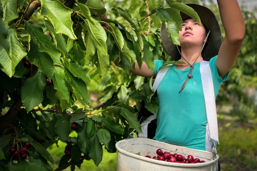 Unidentified woman picking fruit in an orchard.