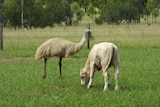 Eddie the white emu standing next to a white poddy calf while it eats green grass, fence and more grass,trees in background.