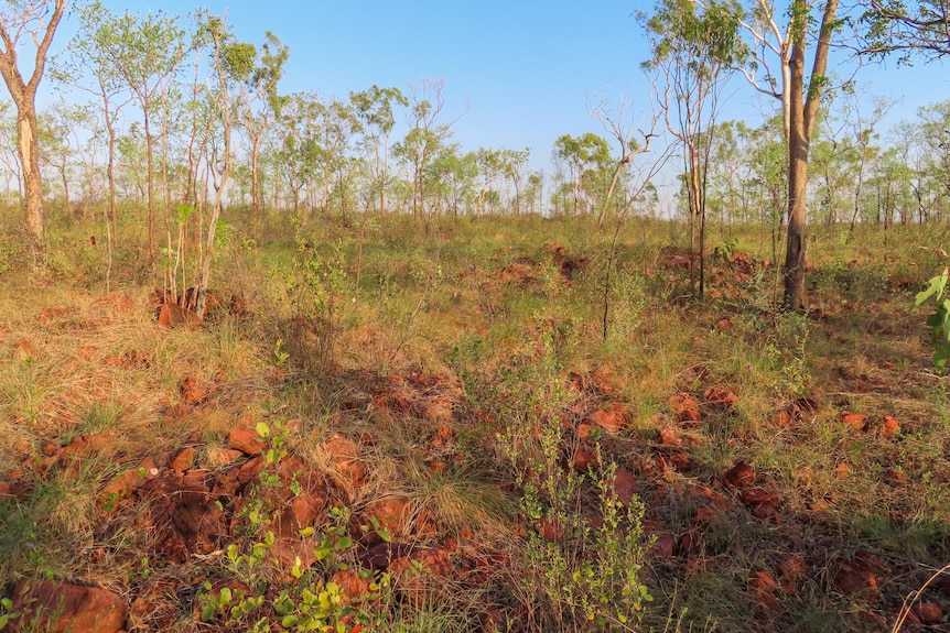 Scrubland on remote cattle property