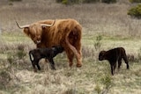 A Highland cow and two calves in a paddock 