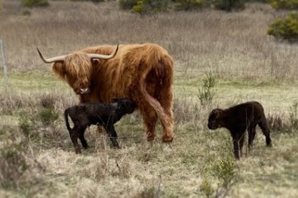 A Highland cow and two calves in a paddock 