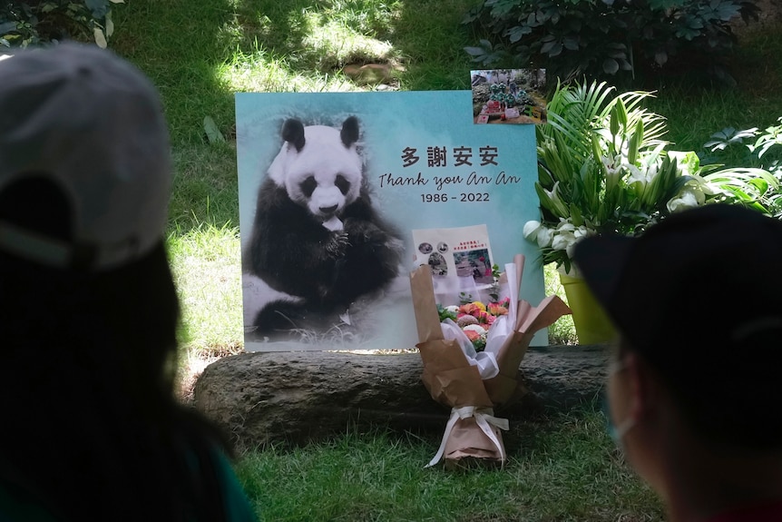 A post of An An the Chinese giant panda