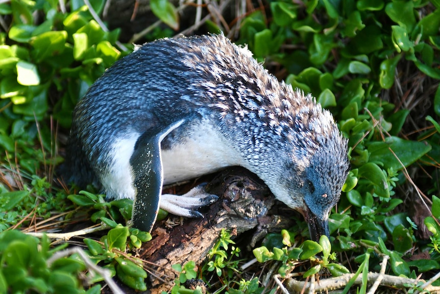 A penguin lies dead in Wynyard