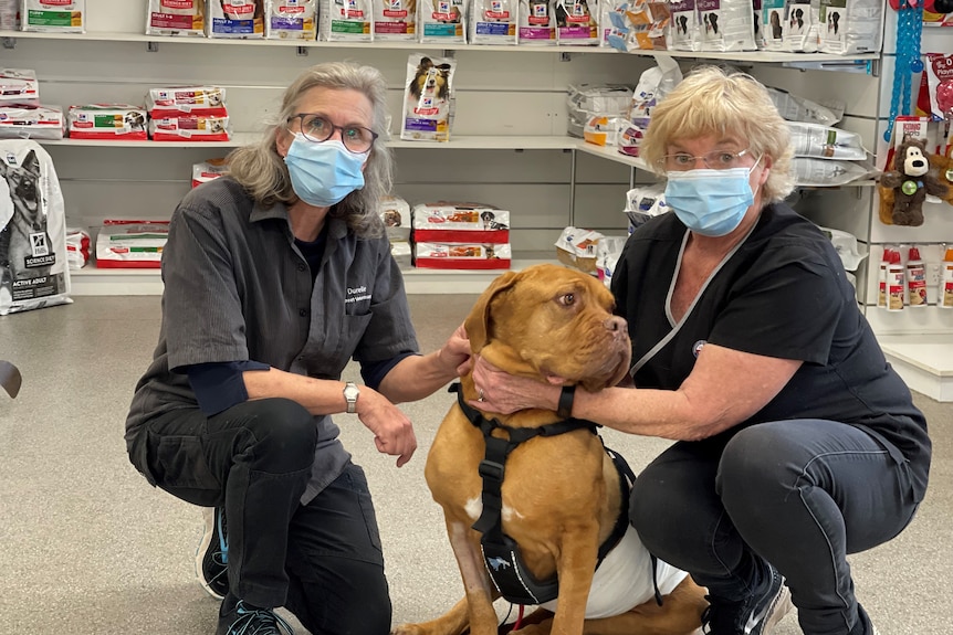 Two women pat a brown dog.