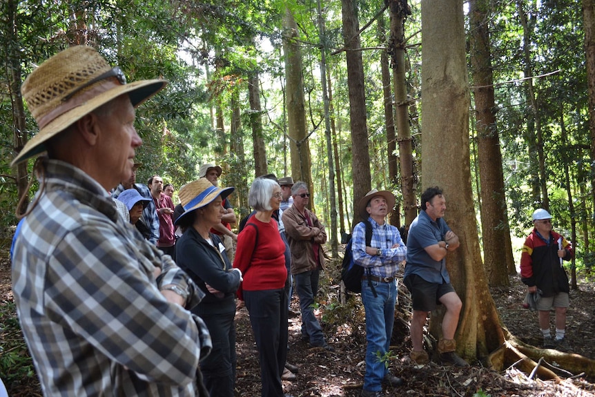 A group of people standing in a forest listening to a talk.