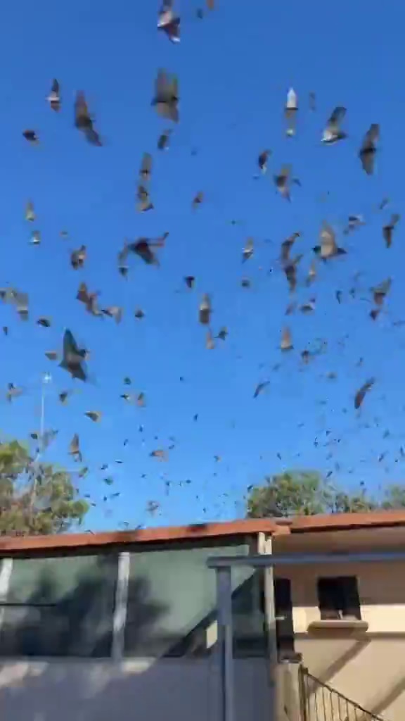 VIDEO: Swarm of flying foxes in Mount Isa - ABC News & Headlines – Australian Broadcasting Corporation