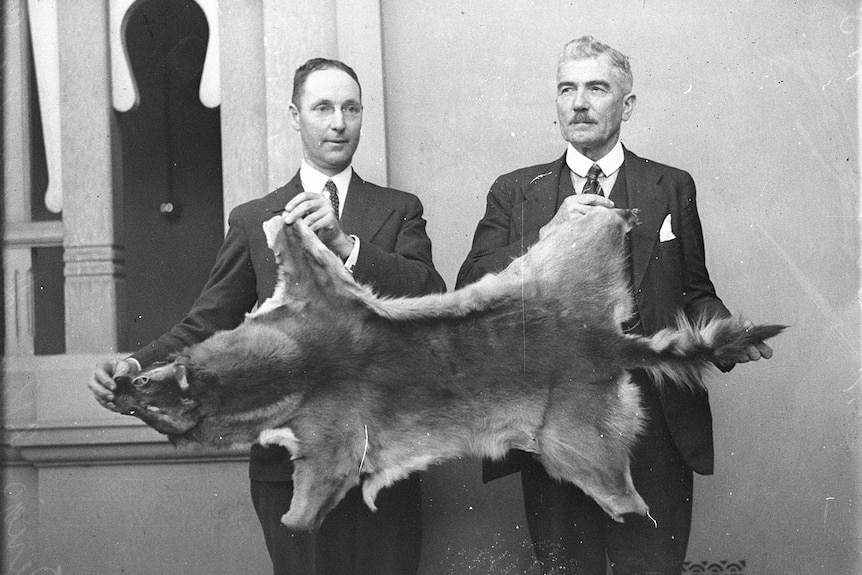 Two men holding a large dingo pelt