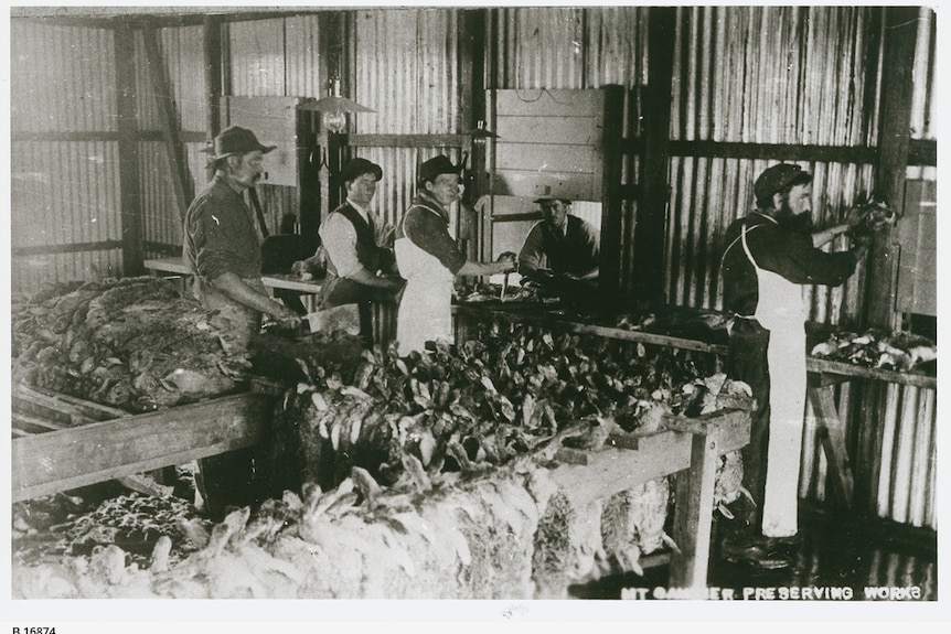 a black and white image of rabbit carcasses in a canning factory