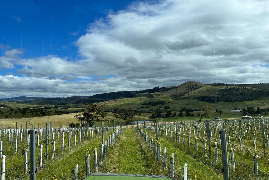 A view of the new vines at the Sisu vineyard in southern Tasmania