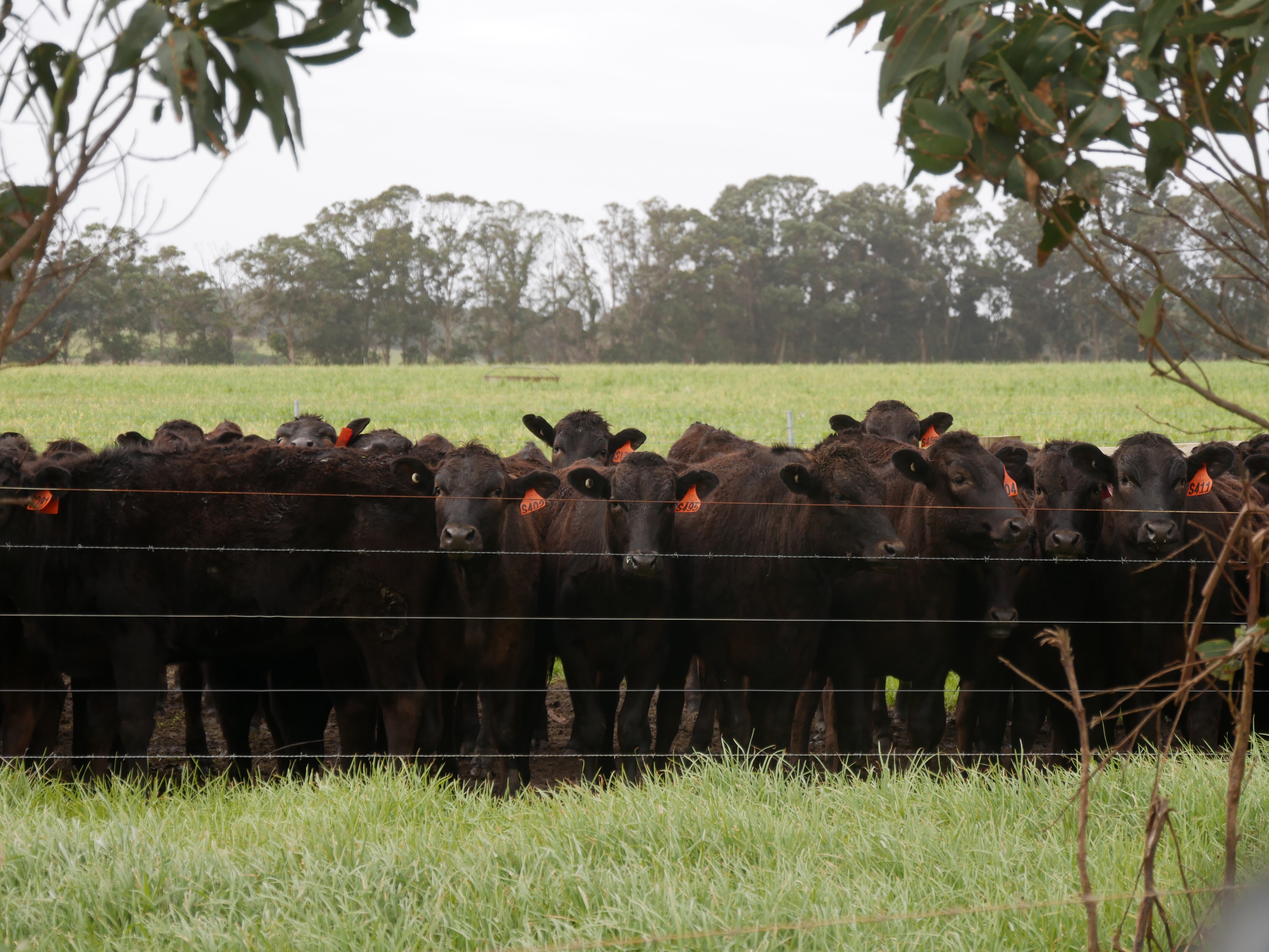 Wagyu cows in a paddock.