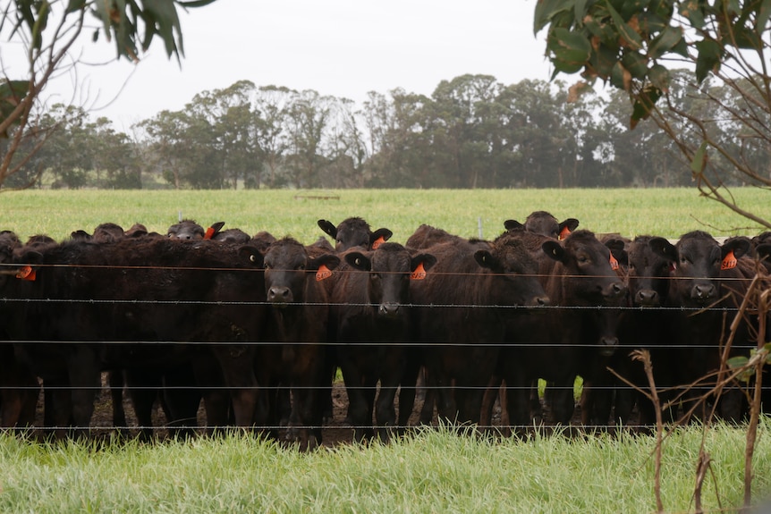 Wagyu cows in a paddock.