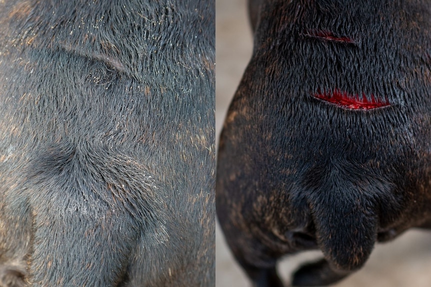 Pic right showing bloody cut on dogs back, and very healed on the right.