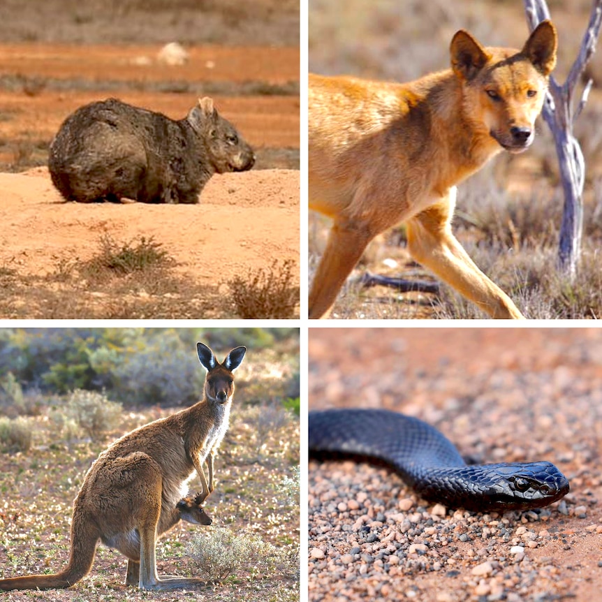 picture of wombat, picture of dingo, picture of snake and picture of kangaroo