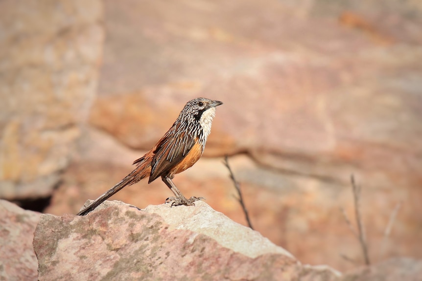 A small bird perched on a rock on a sunny day.